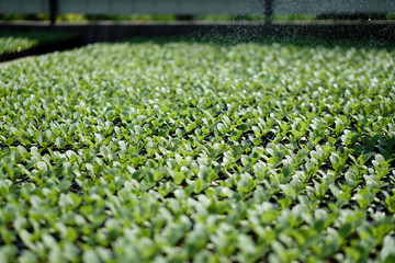 Selective Close-up of green seedling. Green salad growing from seed Farm garden in a greenhouse with watering plants. Stock background, photo