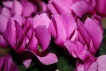 closeup flowers of pink cyclamen