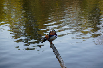 duck sitting on stick mirroring of trees in lake