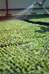 Selective Close-up of green seedling. Green salad growing from seed Farm garden in a greenhouse with watering plants. Stock background, photo