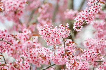 Wild Himalayan Cherry Blossoms in spring season (Prunus cerasoides), Sakura in Thailand, selective focus, Phu Lom Lo, Loei, Thailand.