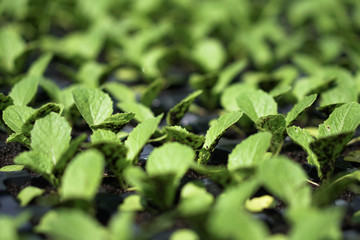 Selective Close-up of green seedling. Green salad growing from seed Farm garden in a greenhouse with watering plants. Stock background, photo
