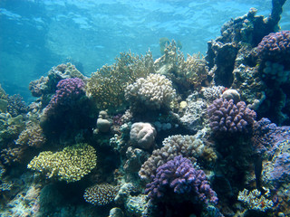 Naklejka na ściany i meble Amazing underwater world - Red Sea, Egypt.