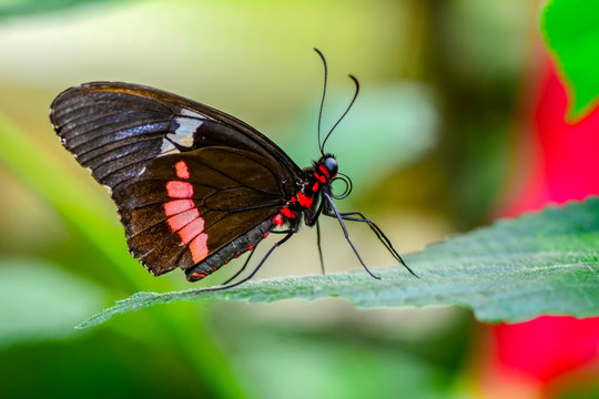 Closeup   beautiful butterfly sitting on flower. Parides aglaope 