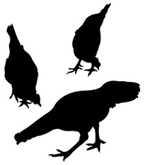 chcikens, roosters , silhouette vector