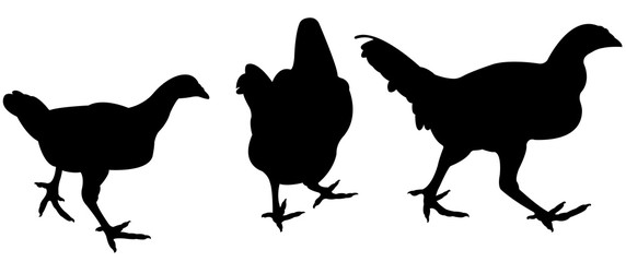 chcikens, roosters , silhouette vector