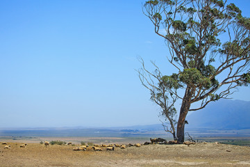 Fototapeta na wymiar Herd of sheep on droughstricken farm