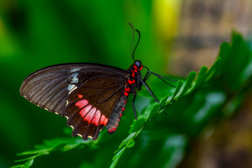 Closeup   beautiful butterfly sitting on flower. Parides aglaope 