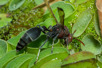 macro of insect in wild, animal in nature, close-up animal in wild