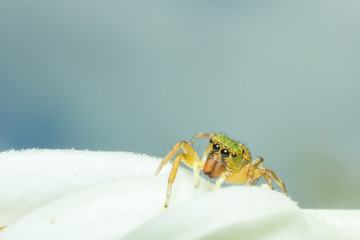 spider, macro of insect in wild, animal in nature, close-up animal in wild