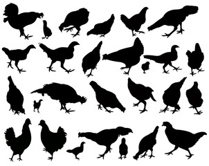 chcikens, roosters , silhouette vector