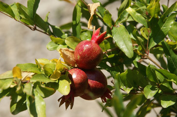 pomegranate tree