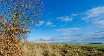 Fototapeta premium A sunny day in nature and a azure blue sky with trees