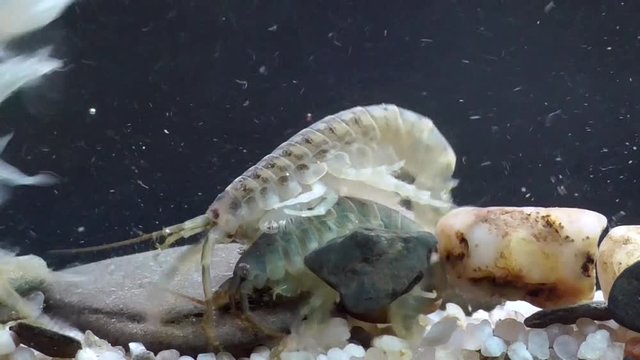 Gew&ouml;hnlicher Flohkrebs. wo liegt der Fehler???