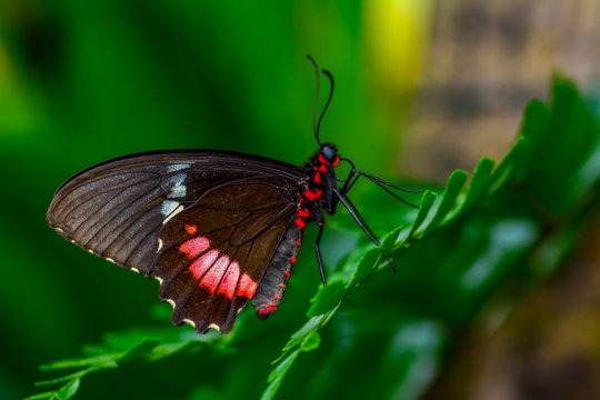 Closeup   beautiful butterfly sitting on flower. Parides aglaope 