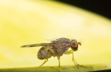 macro of insect in wild, animal in nature, close-up animal in wild