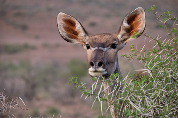 Head shot portrait of a female greater Kudu (Tragelaphus strepsiceros) peaking through the branch of an acacia bush