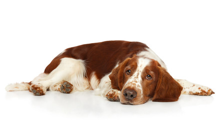 Sad Springer Spaniel lying on white background