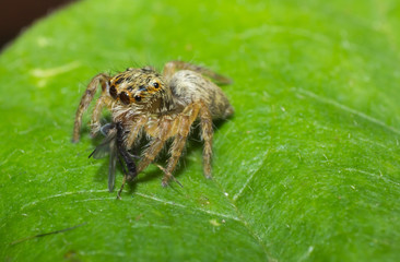 Spider, macro of insect in wild, animal in nature, close-up animal in wild