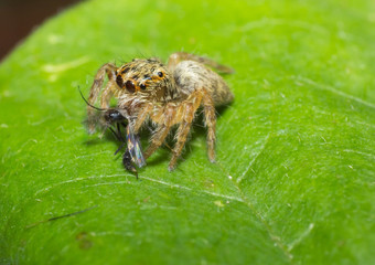 Spider, macro of insect in wild, animal in nature, close-up animal in wild