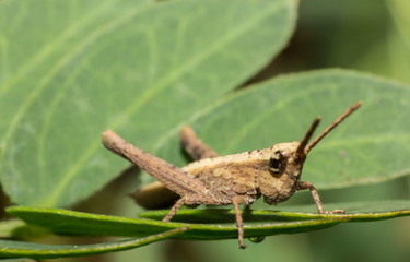grasshopper, macro of insect in wild, animal in nature, close-up animal in wild