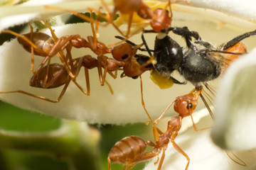 Ants killing bee