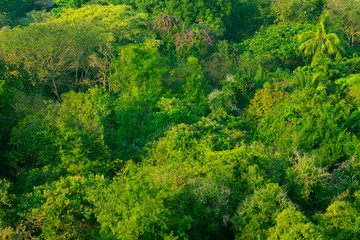 Forest and tree from the top view