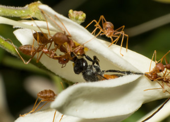 Ants killing bee