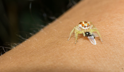 Spider, macro of insect in wild, animal in nature, close-up animal in wild