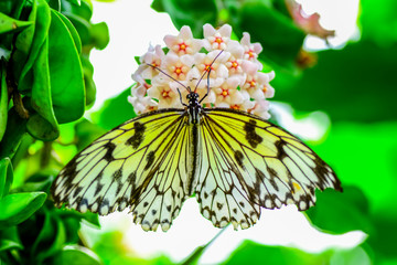 Closeup   beautiful butterfly sitting on flower. .Tree Nymph butterfly (Idea leuconoe) 