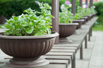 Decorative iron garden urn with pink flowers