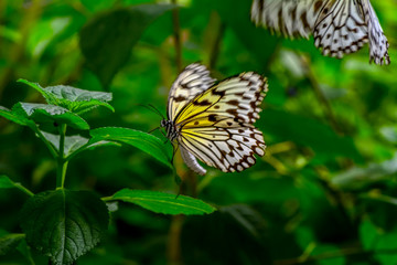 Closeup   beautiful butterfly sitting on flower. .Tree Nymph butterfly (Idea leuconoe) 