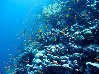 Plakat Amazing underwater world - Red Sea, Egypt.
