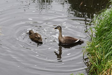 Spot-billed ducks in the stream.