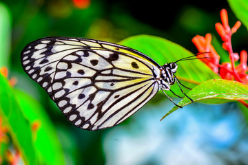 Closeup   beautiful butterfly sitting on flower. .Tree Nymph butterfly (Idea leuconoe) 