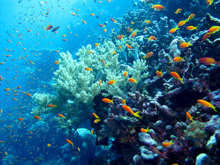 Obraz premium Amazing underwater world - Red Sea, Egypt.