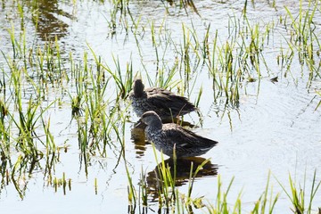Spot-billed ducks in the stream.
