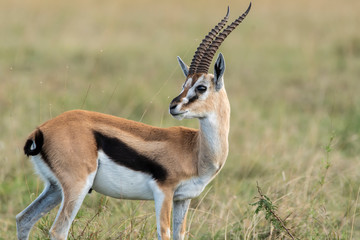 Naklejka na ściany i meble A close up of Male Thompson Gazelle in the plains of Masai Mara national reserve during a wildlife safari