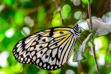Closeup   beautiful butterfly sitting on flower. .Tree Nymph butterfly (Idea leuconoe)  © blackdiamond67