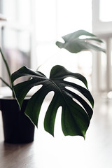 A huge beautiful sheet of indoor plant Monstera among the interior