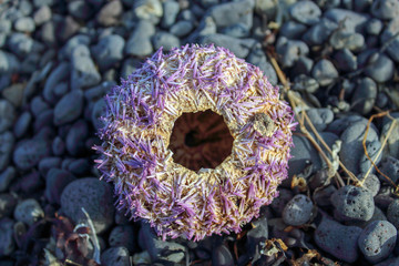 purple sea urchin in Iceland