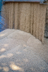 Technique pours grain at the mill. Wheat and rye as food. Stock background, photo