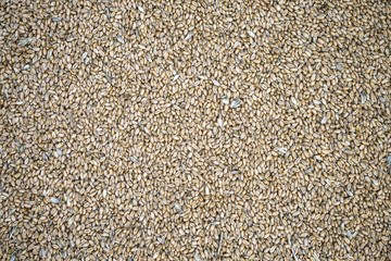 Texture of grains and golden seeds. Wheat and rye as food. Stock background, photo