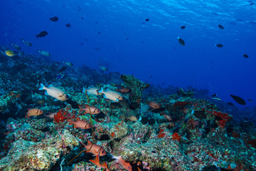 Obraz na płótnie Canvas School of fish at the Maldives
