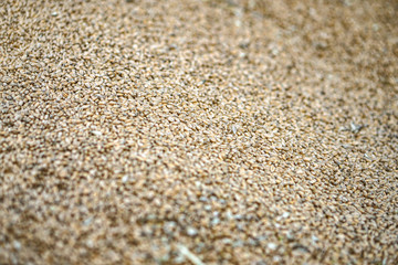 Texture of grains and golden seeds. Wheat and rye as food. Stock background, photo