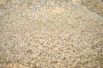 Texture of grains and golden seeds. Wheat and rye as food. Stock background, photo