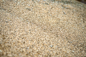 Texture of grains and golden seeds. Wheat and rye as food. Stock background, photo
