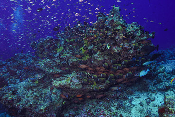School of fish at the Maldives