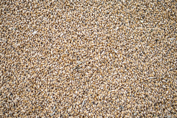 Texture of grains and golden seeds. Wheat and rye as food. Stock background, photo