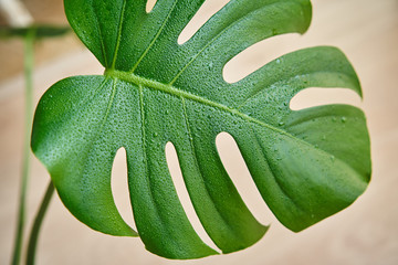 A huge beautiful sheet of indoor plant Monstera among the interior